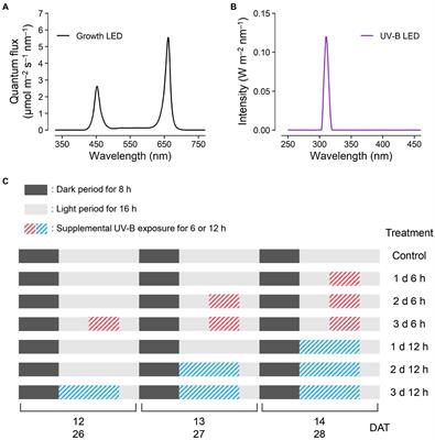 Quantitative Analysis of UV-B Radiation Interception and Bioactive Compound Contents in Kale by Leaf Position According to Growth Progress